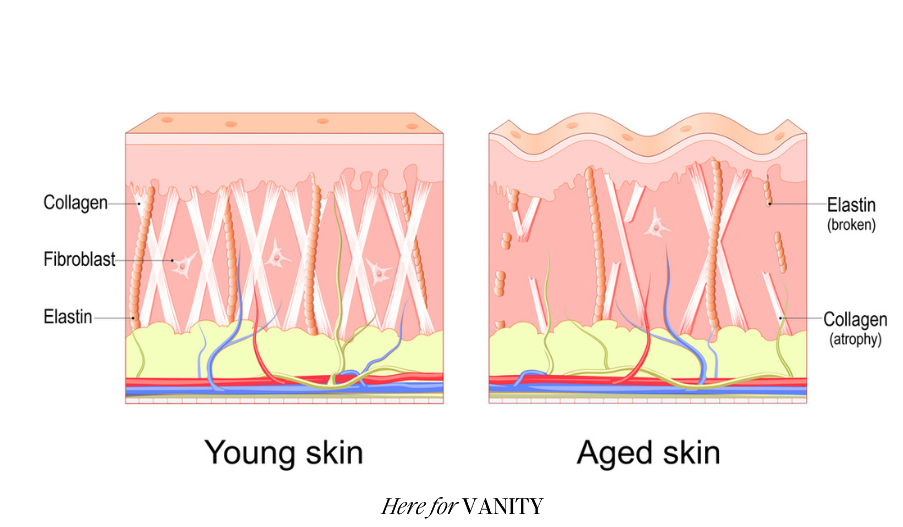 Omnilux benefits Young skin vs. aged skin diagram