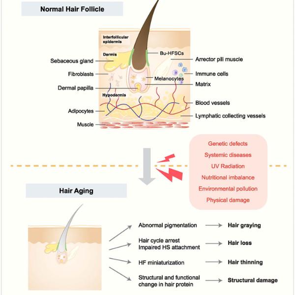 aging hair care